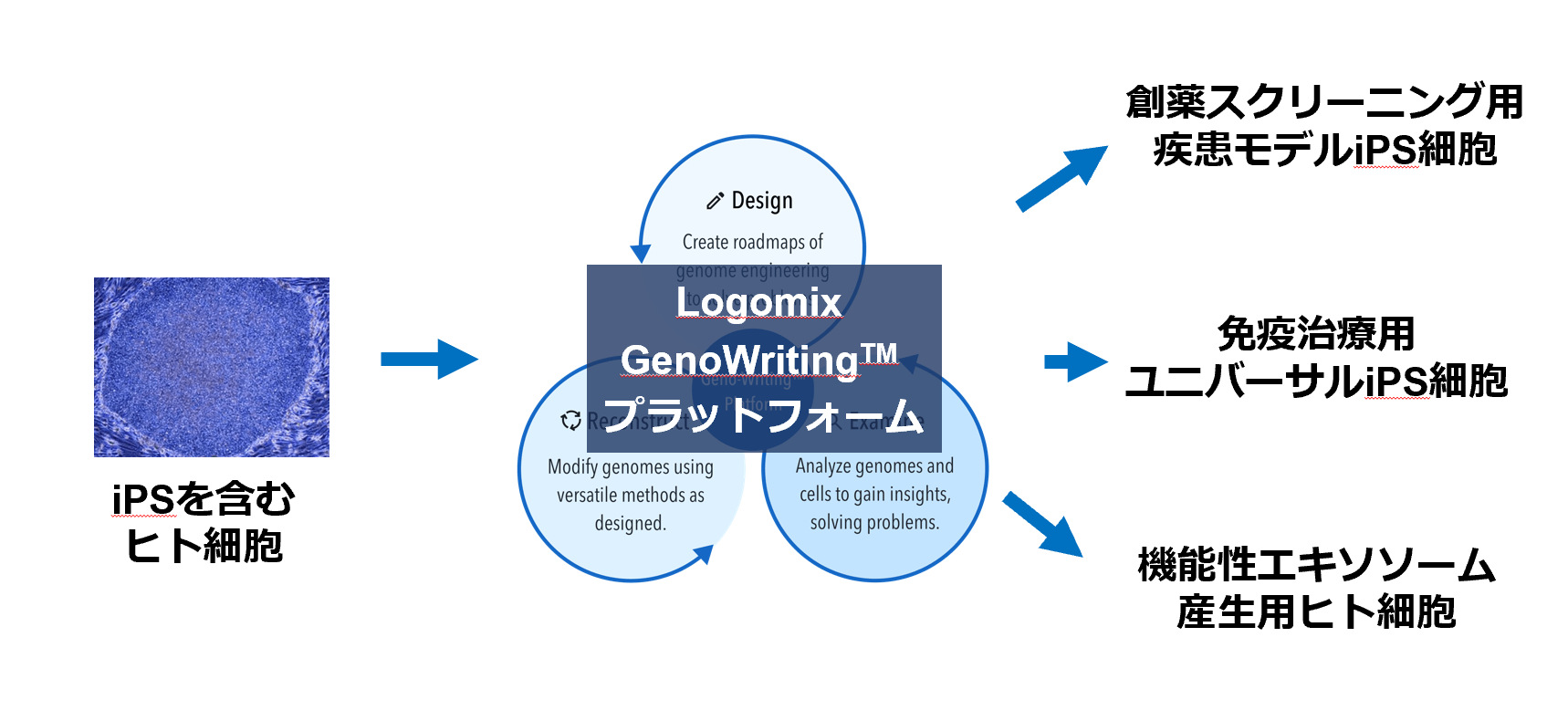独自疾患モデル細胞や治療用細胞開発を用いた創薬支援